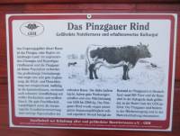 Das Pinzgauer Rind
